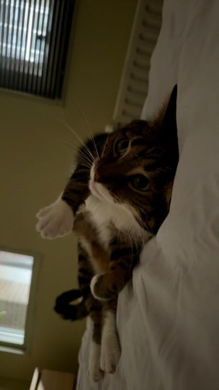 Polly