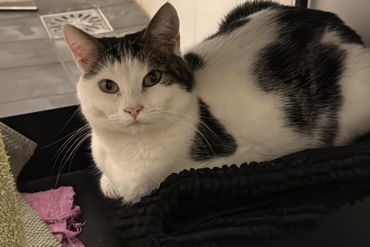 Coco