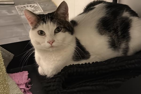 Coco