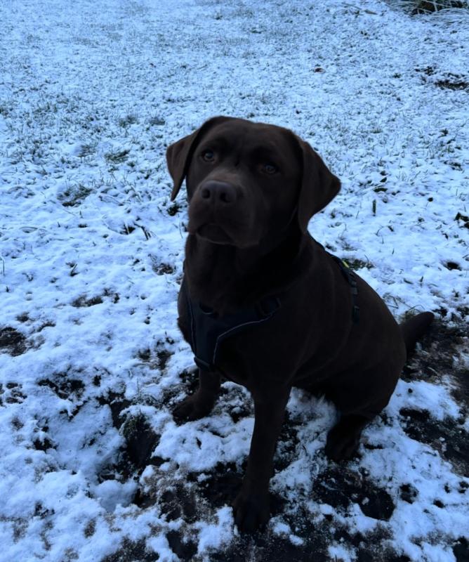 Beau