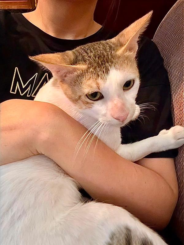 Tofu