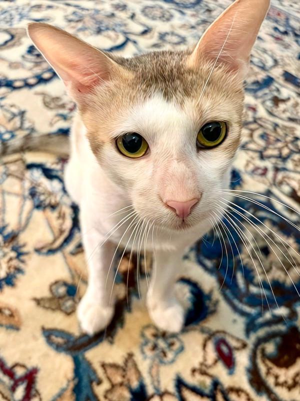 Tofu