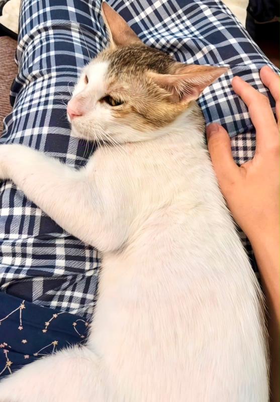 Tofu