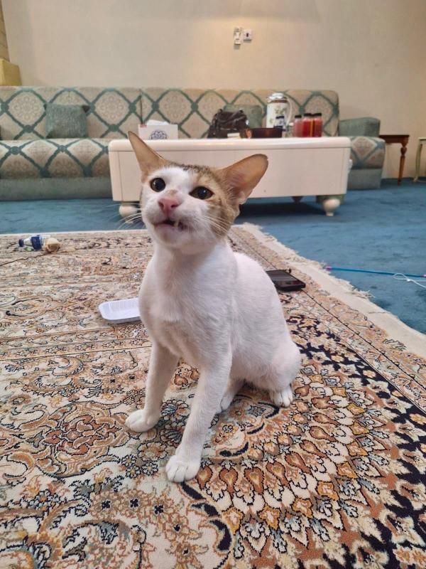 Tofu