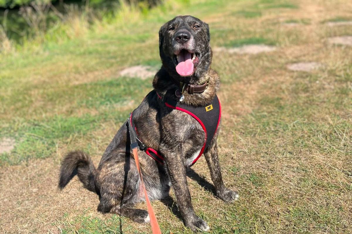 Aido