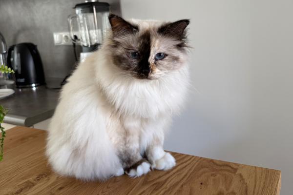 Loulou