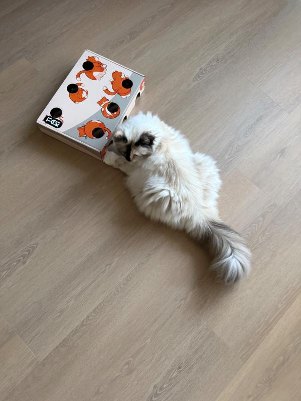 Loulou