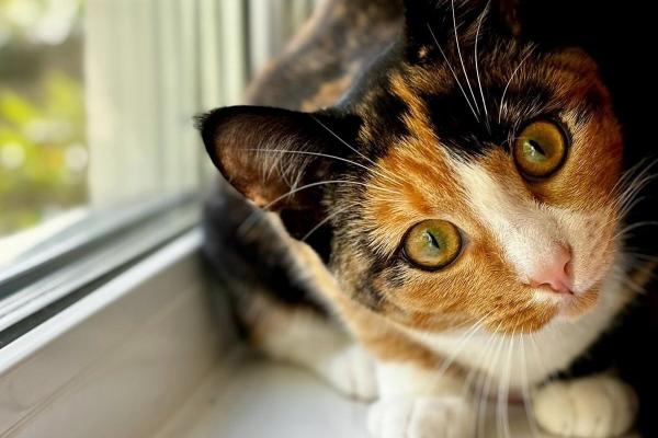 Lilly