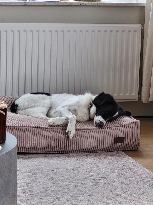 Bodie
