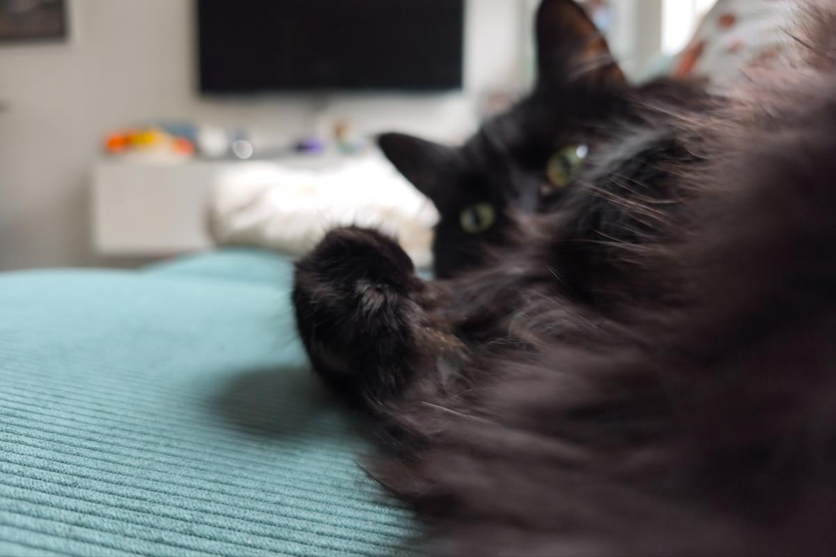 Loki
