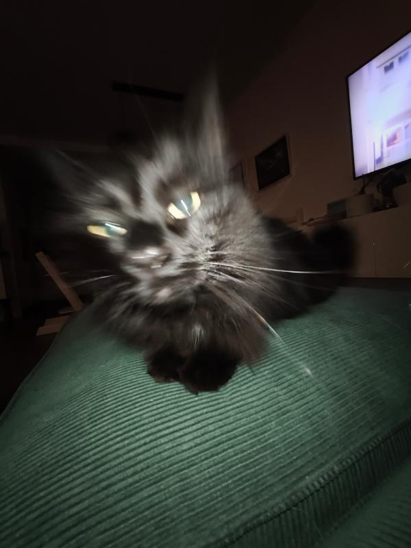 Loki