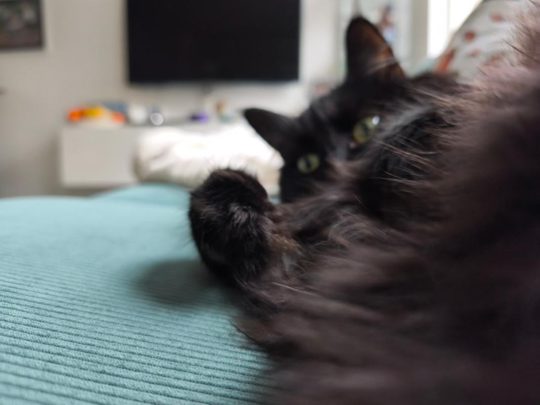 Loki