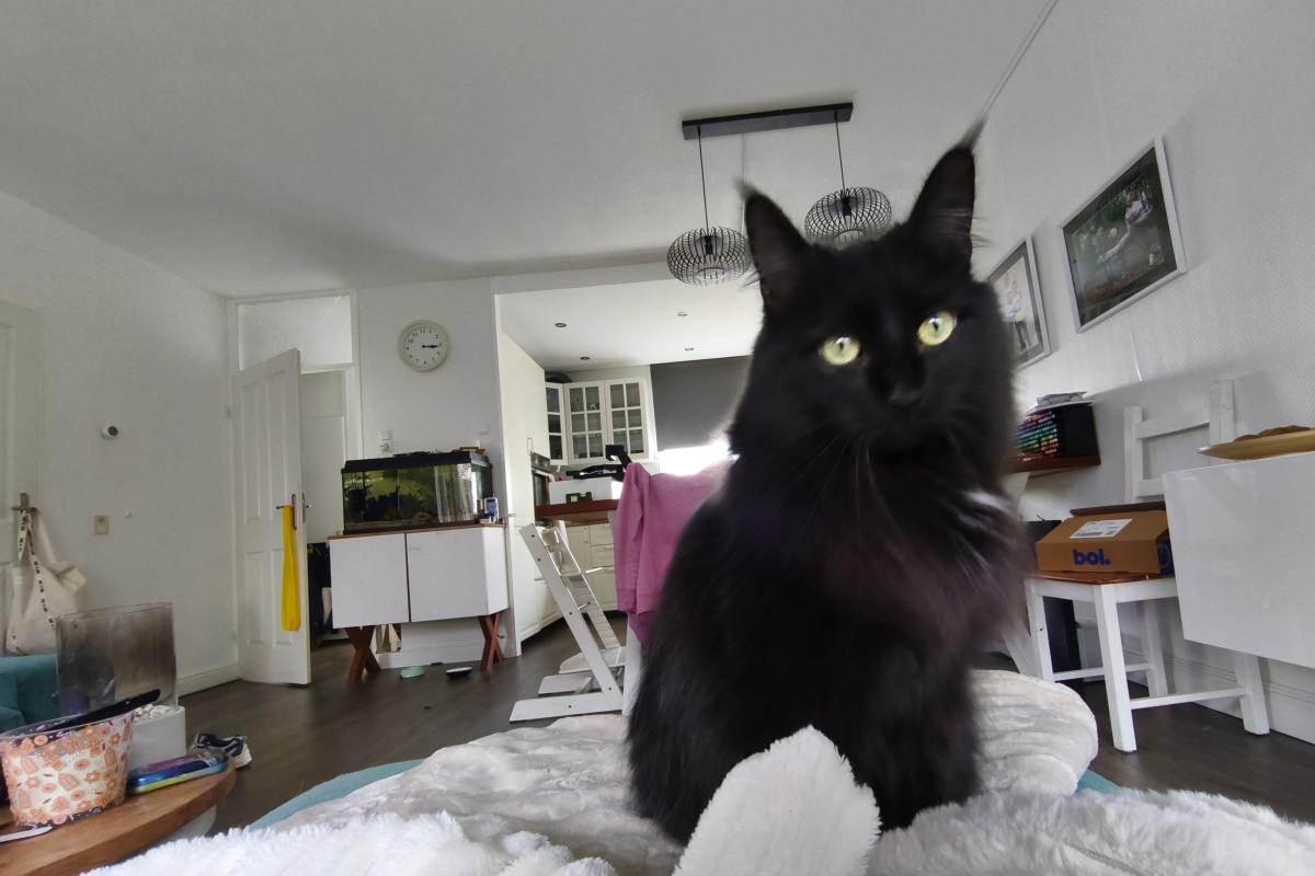 Loki