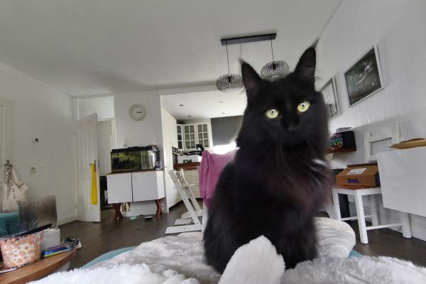 Loki