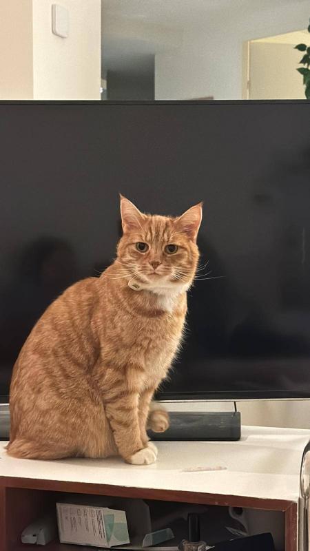 Rasmus