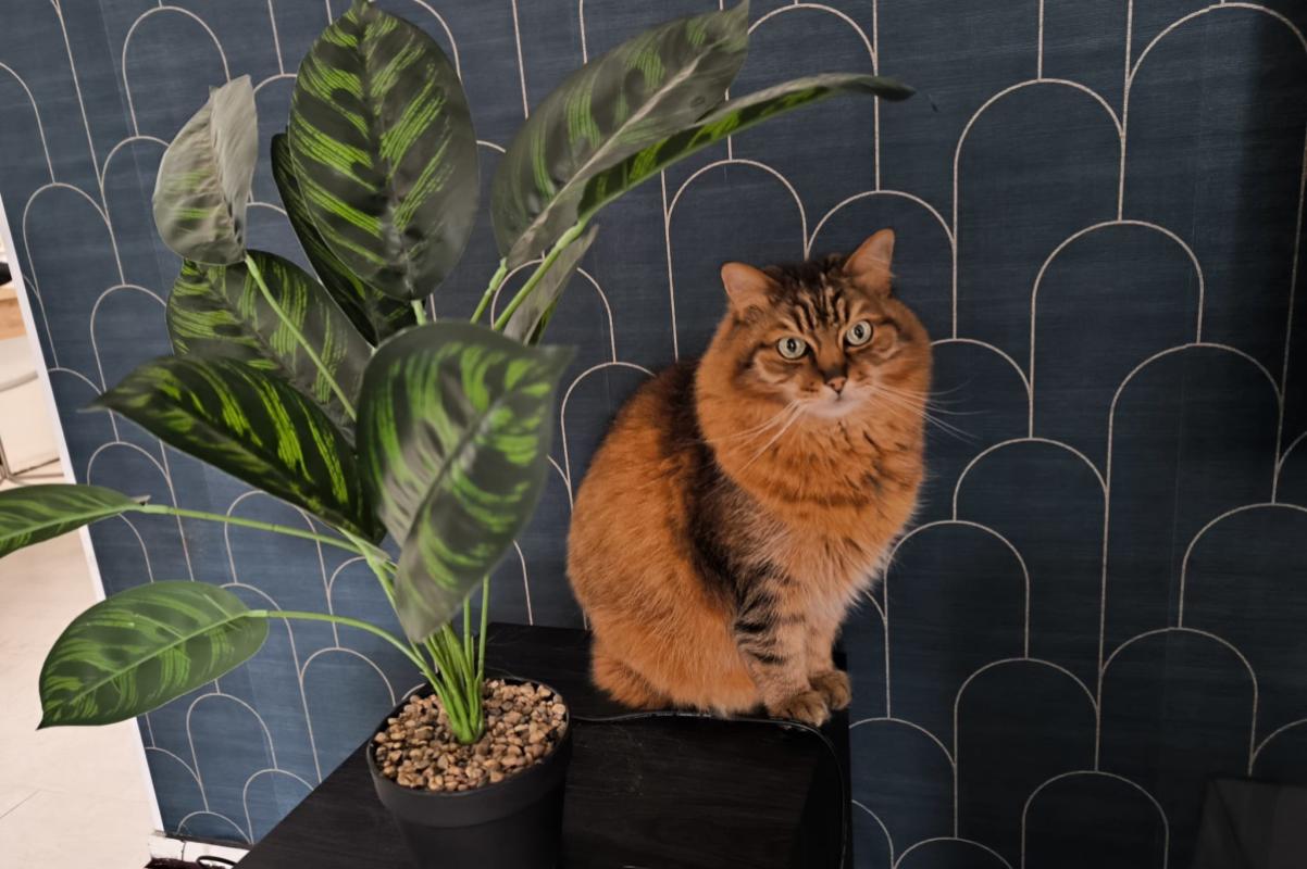 Tijger