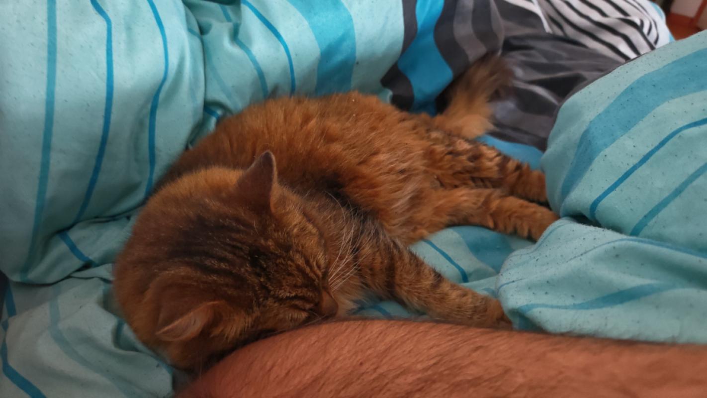 Tijger
