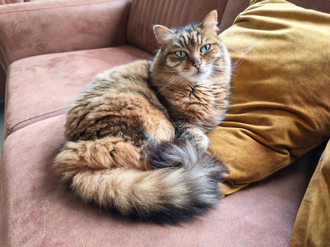 Tijger
