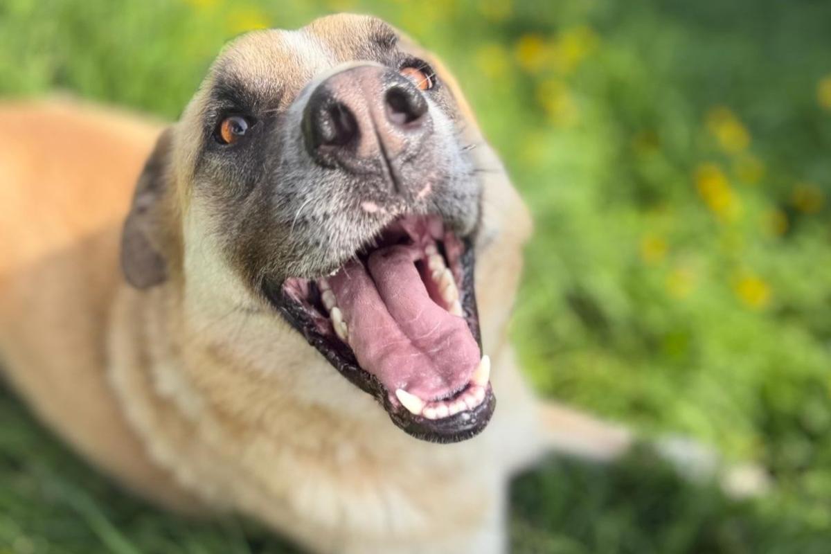 Dobri