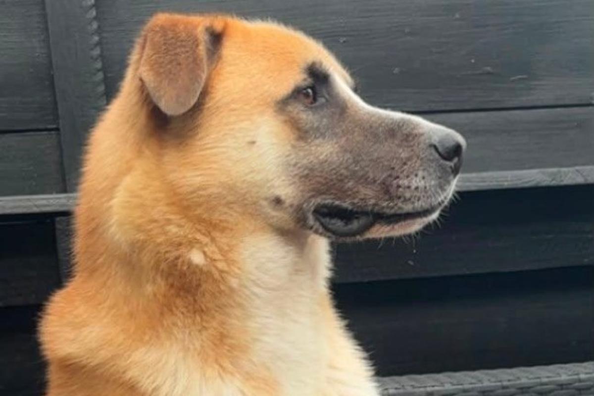 Dobri