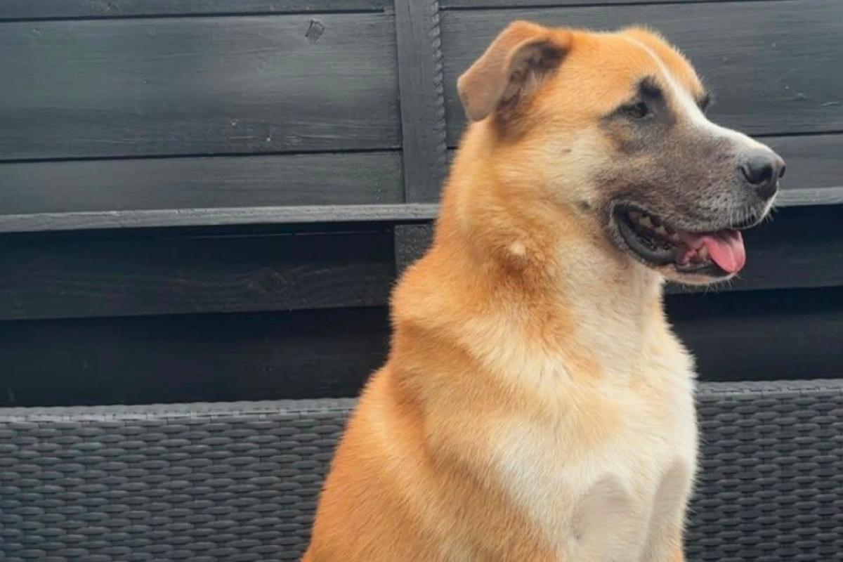 Dobri