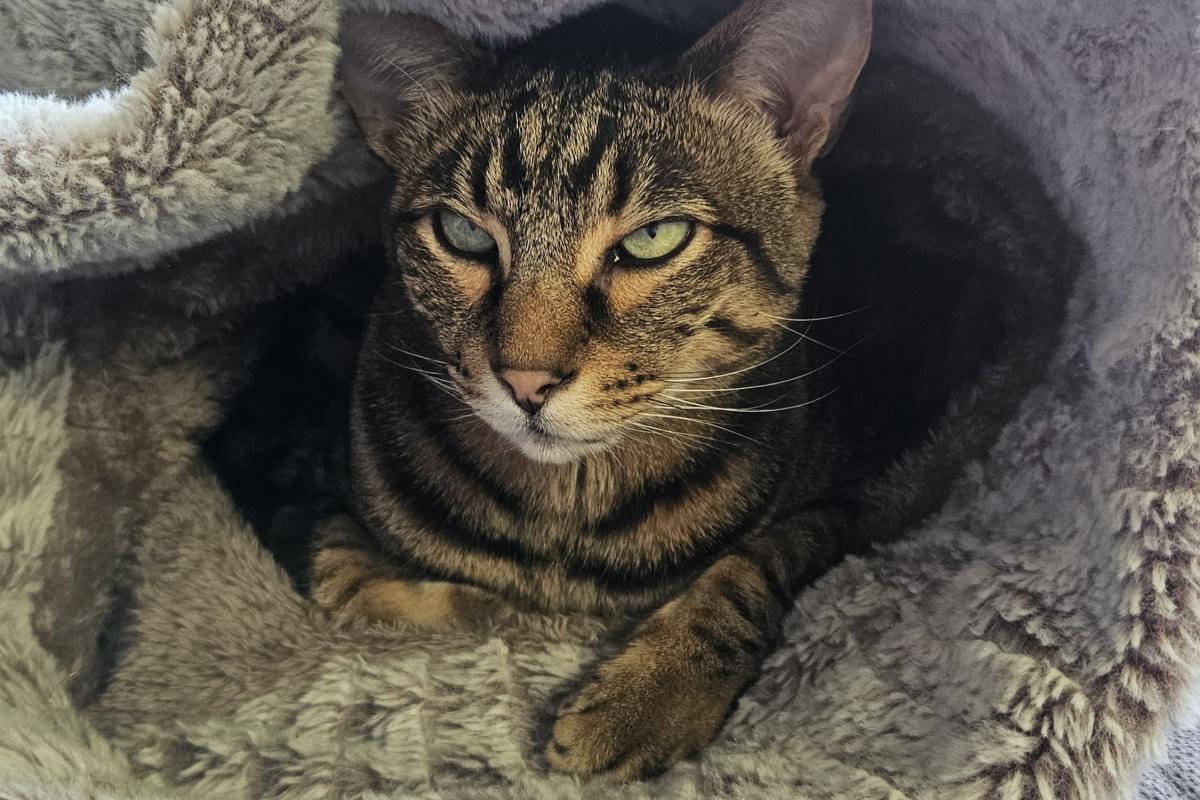Obi