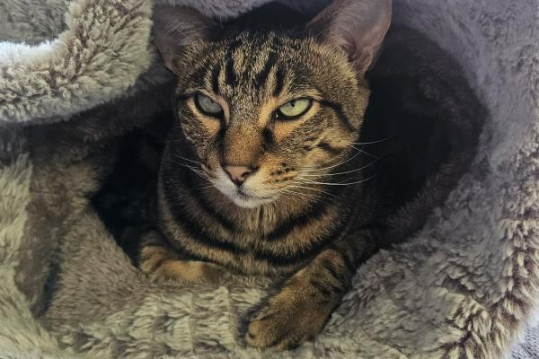 Obi