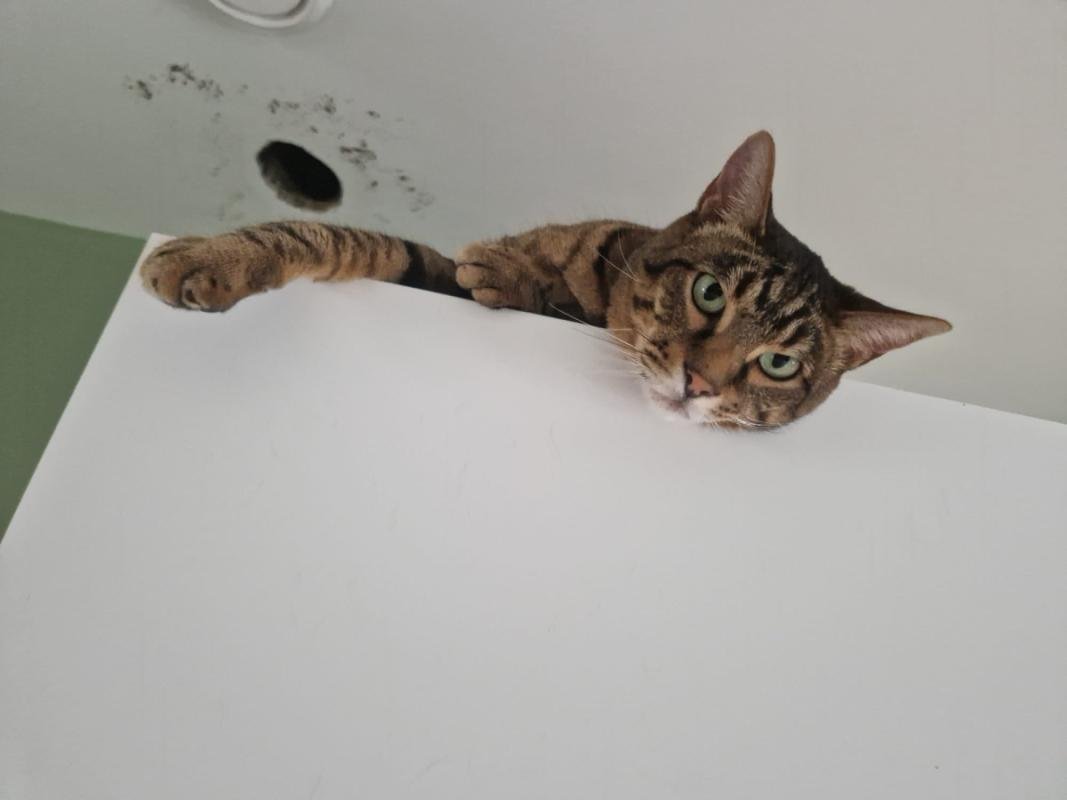 Obi