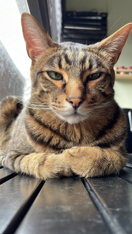 Obi