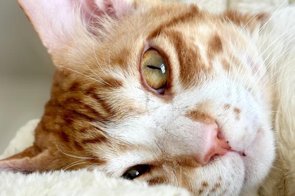 Ginger Boi