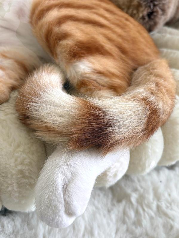 Ginger Boi