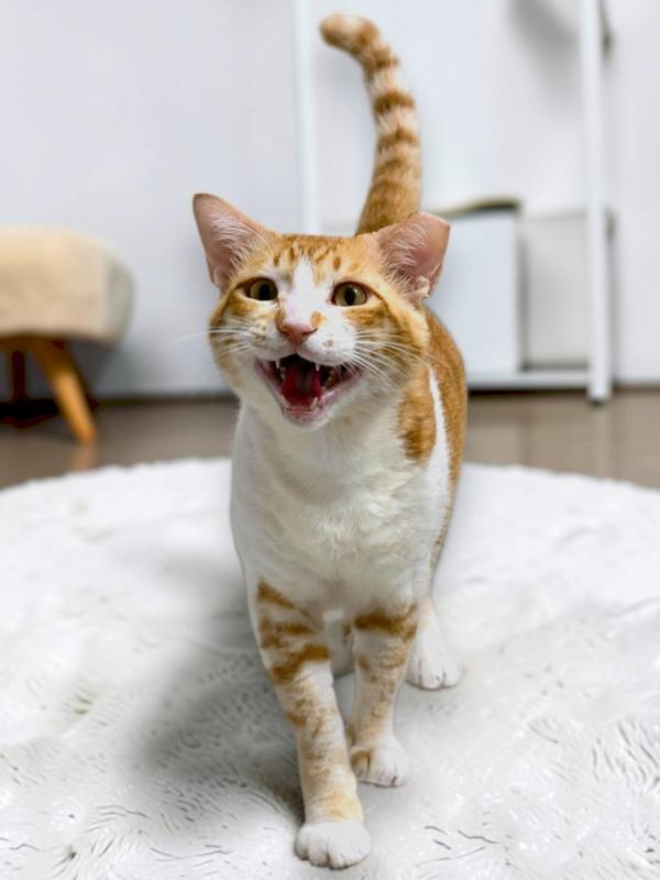 Ginger Boi