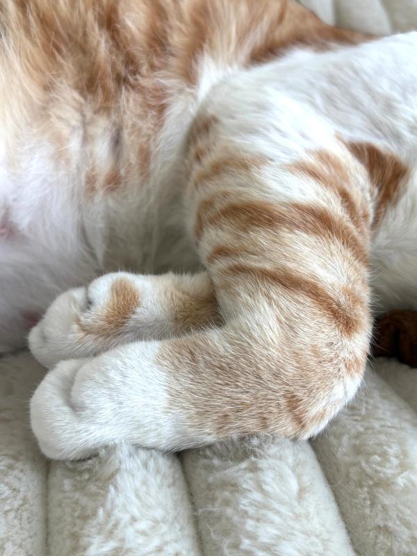 Ginger Boi