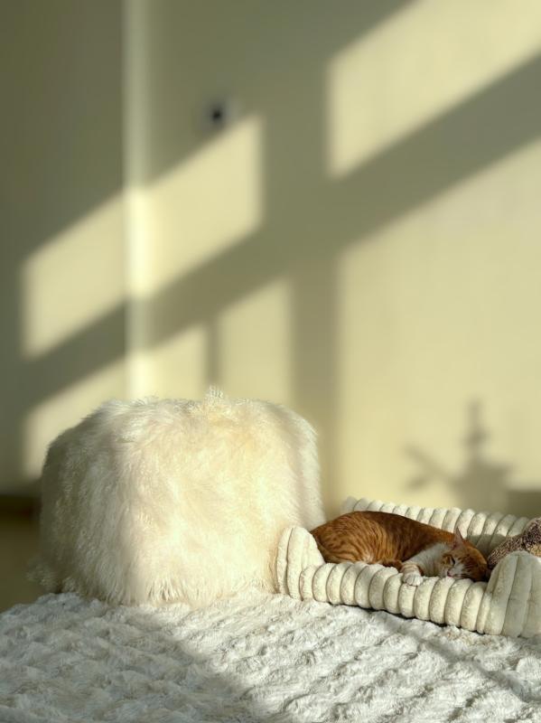 Ginger Boi