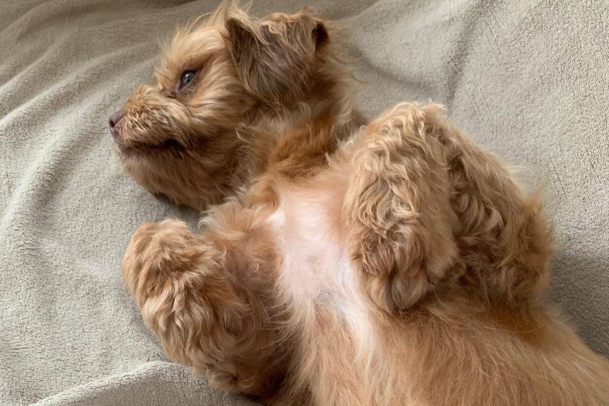 Sophie