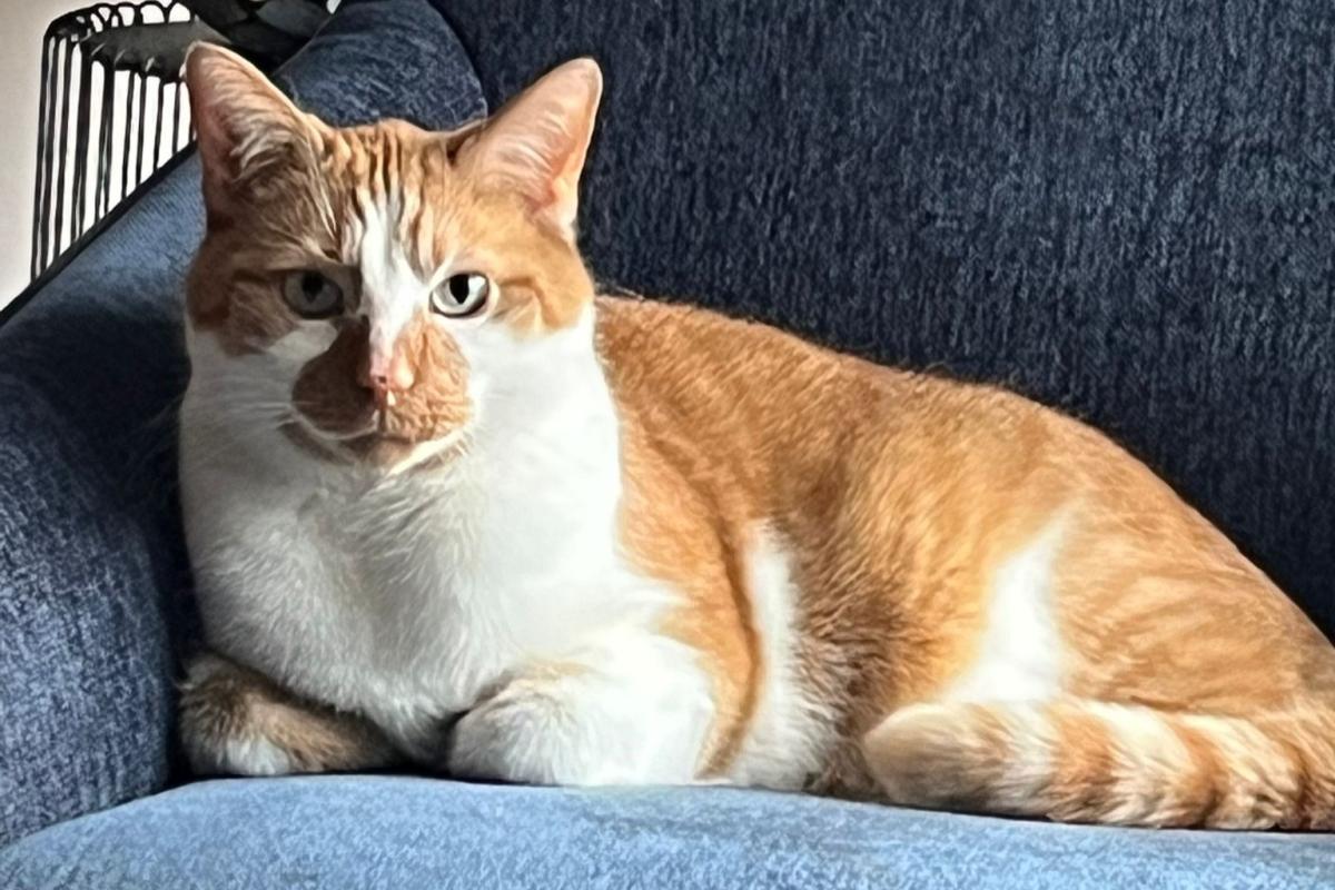 Simba