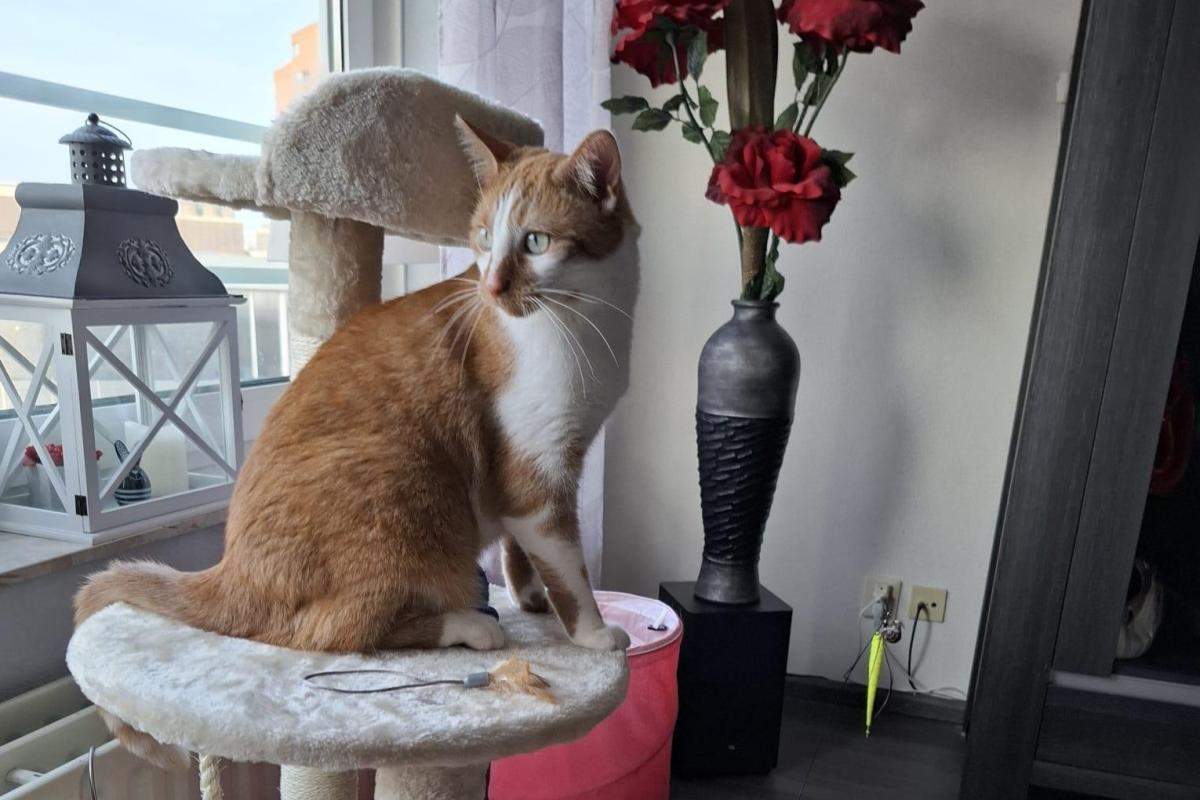 Simba