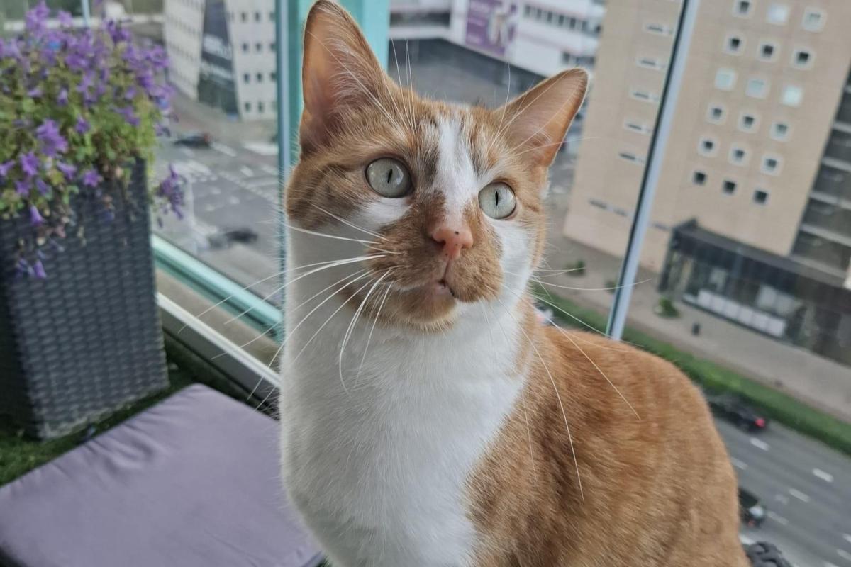 Simba