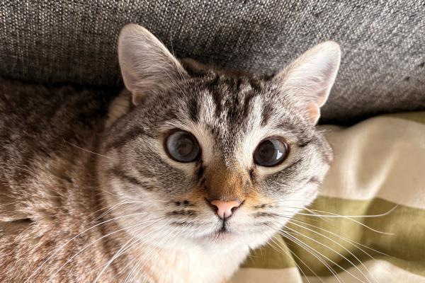 Catootje