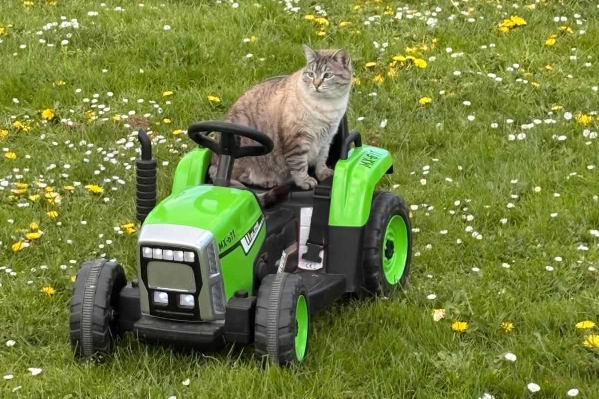 Catootje