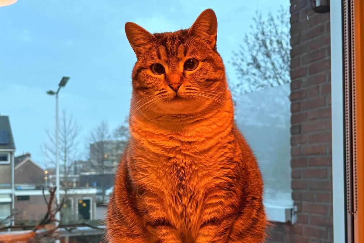 Catootje