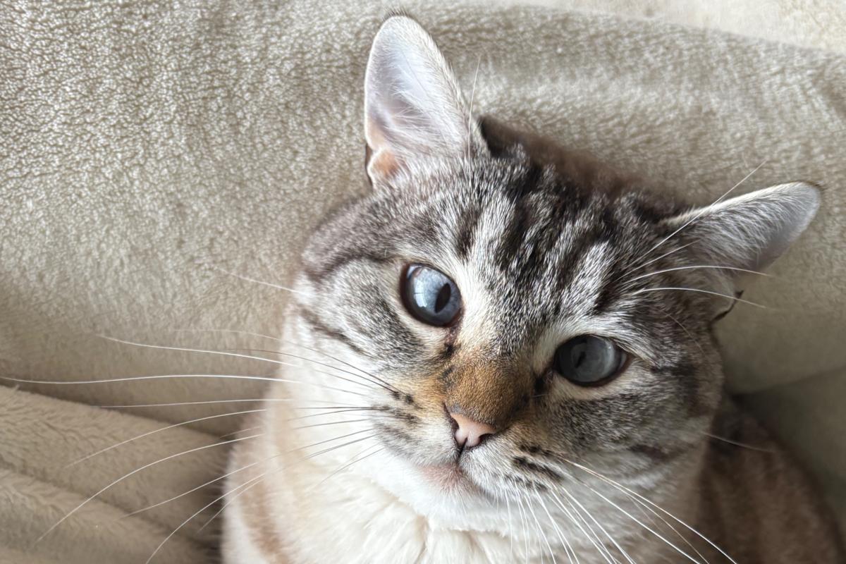 Catootje
