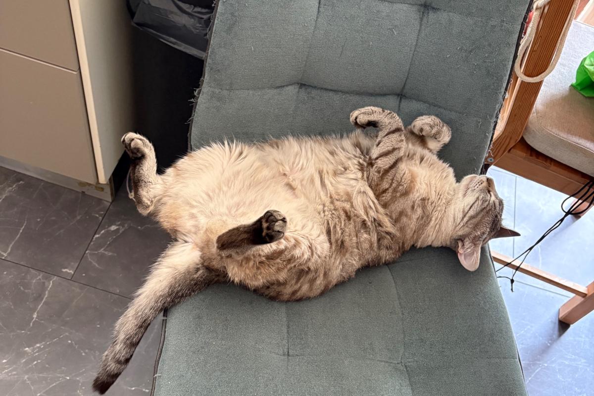 Catootje