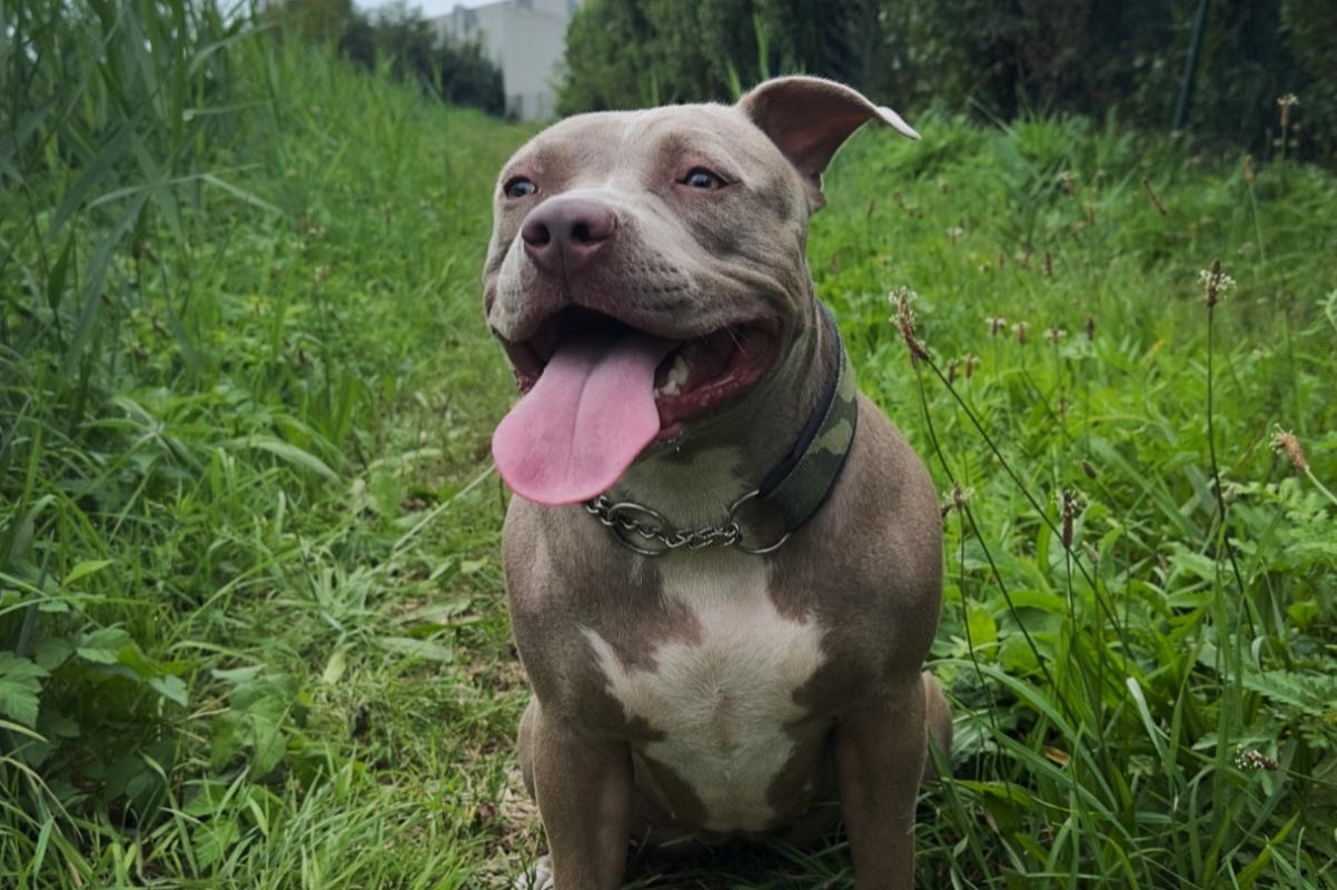Akita