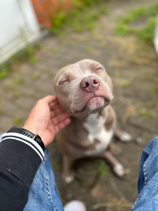 Akita