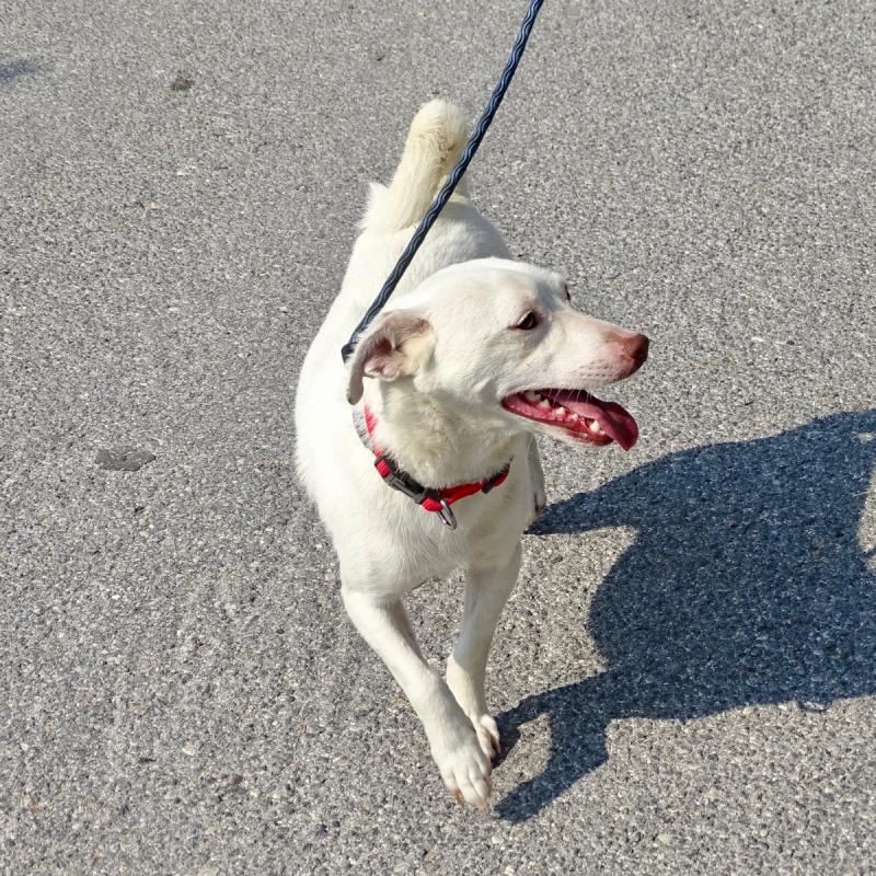 Rudi