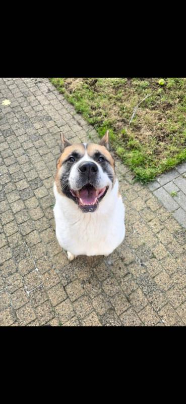 Brutus