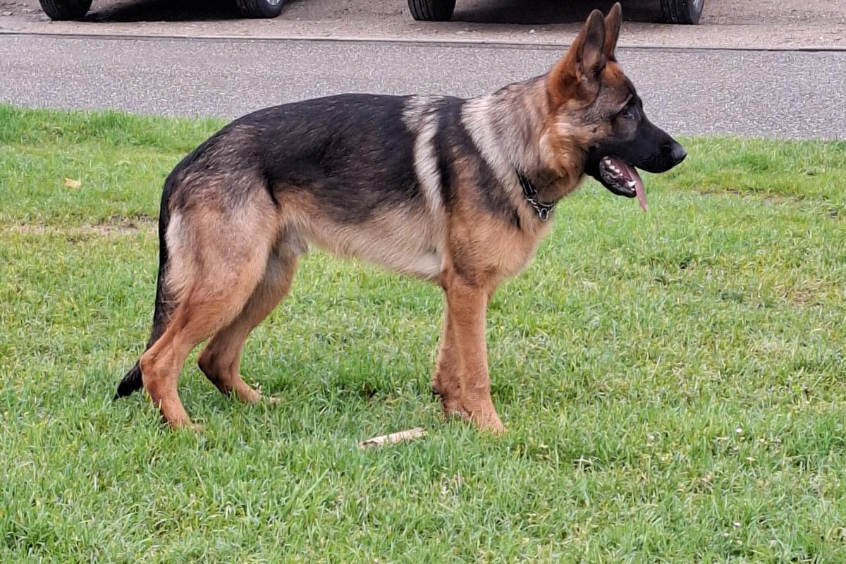 Rex