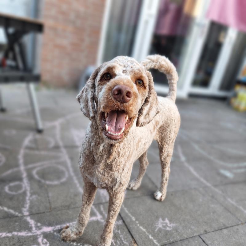 Bram