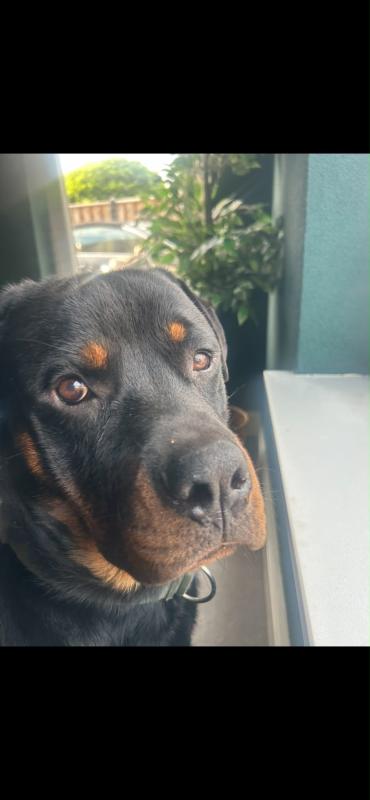 Odin